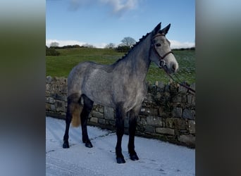 Connemara, Mare, 4 years, 14,2 hh