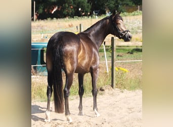 Connemara, Mare, 4 years, 15.1 hh, Brown Falb mold