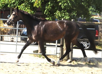 Connemara, Mare, 4 years, 15.1 hh, Brown Falb mold