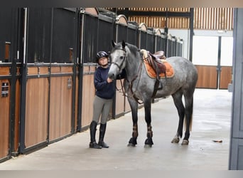 Connemara, Mare, 4 years, 15.1 hh, Grey-Blue-Tan Connemara, Mare, 4 years, 15.1 hh, Grey-Blue-Tan