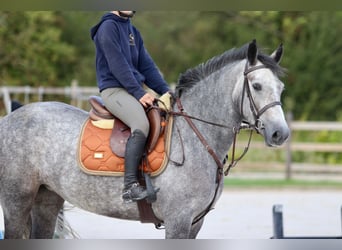 Connemara, Mare, 4 years, 15.1 hh, Grey-Blue-Tan Connemara, Mare, 4 years, 15.1 hh, Grey-Blue-Tan