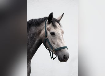 Connemara, Mare, 4 years, 15.1 hh, Grey-Blue-Tan Connemara, Mare, 4 years, 15.1 hh, Grey-Blue-Tan