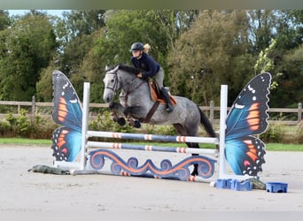 Connemara, Mare, 4 years, 15.1 hh, Grey-Blue-Tan Connemara, Mare, 4 years, 15.1 hh, Grey-Blue-Tan