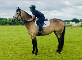 Connemara Mix, Mare, 4 years, 15.2 hh, Dun