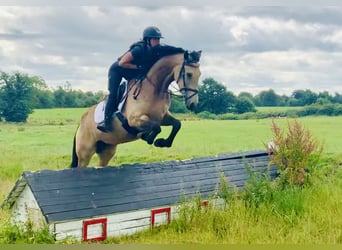 Connemara Mix, Mare, 4 years, 15.2 hh, Dun