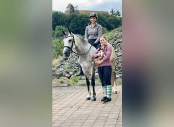 Connemara, Mare, 4 years, 15 hh, Brown Falb mold