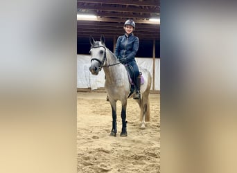 Connemara, Mare, 4 years, 15 hh, Brown Falb mold