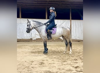 Connemara, Mare, 4 years, 15 hh, Brown Falb mold