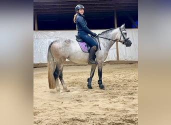 Connemara, Mare, 4 years, 15 hh, Brown Falb mold