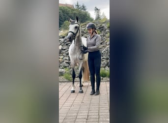 Connemara, Mare, 4 years, 15 hh, Brown Falb mold