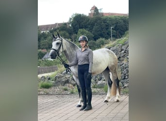 Connemara, Mare, 4 years, 15 hh, Brown Falb mold