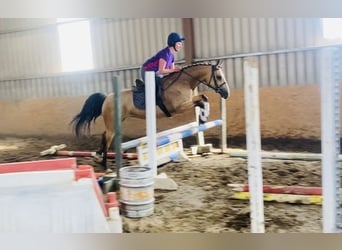 Connemara, Mare, 4 years, 15 hh, Dun