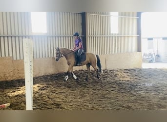 Connemara, Mare, 4 years, 15 hh, Dun
