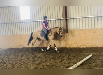 Connemara, Mare, 4 years, 15 hh, Dun