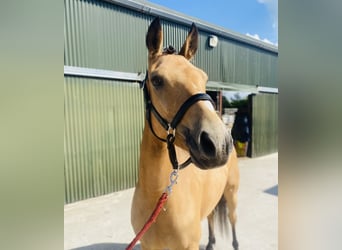 Connemara, Mare, 4 years, 15 hh, Dun