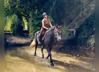 Connemara, Mare, 4 years, 15 hh, Grey