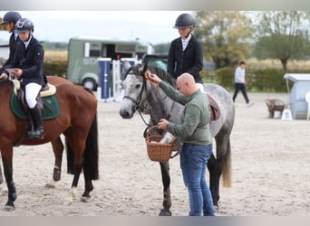 Connemara, Mare, 4 years, 15,1 hh, Can be white