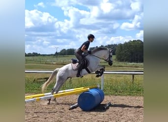 Connemara, Mare, 5 years, 13,3 hh, Gray