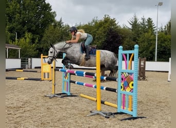 Connemara, Mare, 5 years, 13.3 hh, Grey-Dapple