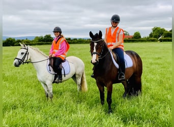 Connemara, Mare, 5 years, 13,2 hh, Gray