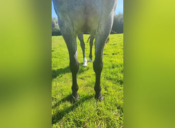 Connemara, Mare, 5 years, 14,1 hh, Brown Falb mold