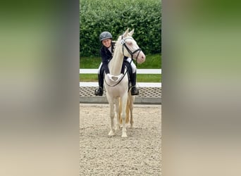 Connemara, Mare, 5 years, 14.1 hh, Cremello