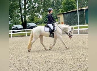 Connemara, Mare, 5 years, 14.1 hh, Cremello