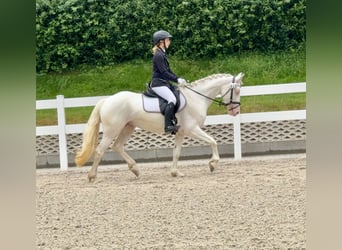 Connemara, Mare, 5 years, 14.1 hh, Cremello