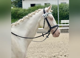 Connemara, Mare, 5 years, 14.1 hh, Cremello