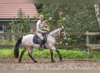 Connemara, Mare, 5 years, 14,1 hh, Dun