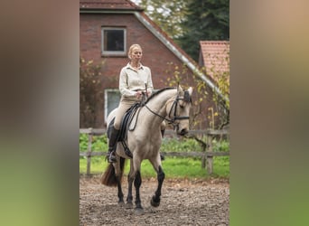 Connemara, Mare, 5 years, 14,1 hh, Dun