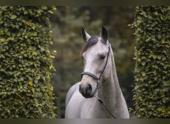 Connemara, Mare, 5 years, 14,1 hh, Dun