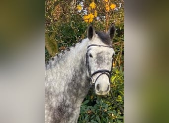 Connemara, Mare, 5 years, 14.1 hh, Gray-Dapple