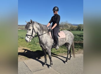 Connemara Mix, Mare, 5 years, 14.1 hh, Gray-Dapple