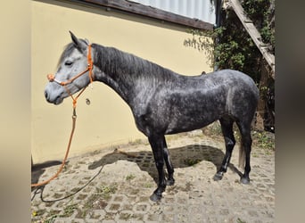 Connemara Mix, Mare, 5 years, 14.1 hh, Gray-Dapple