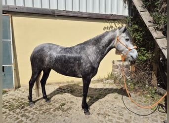 Connemara Mix, Mare, 5 years, 14.1 hh, Gray-Dapple