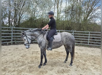 Connemara Mix, Mare, 5 years, 14.1 hh, Gray-Dapple