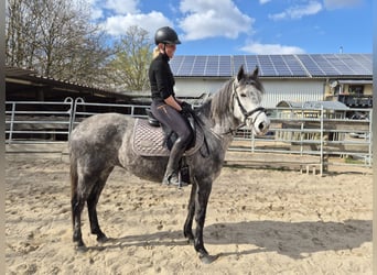 Connemara Mix, Mare, 5 years, 14.1 hh, Gray-Dapple