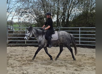 Connemara Mix, Mare, 5 years, 14.1 hh, Gray-Dapple