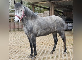 Connemara Mix, Mare, 5 years, 14.1 hh, Gray-Dapple