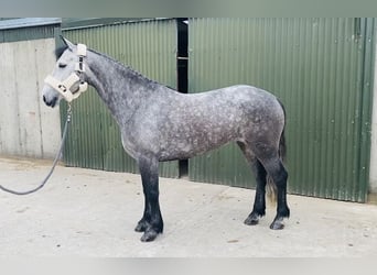 Connemara, Mare, 5 years, 14.1 hh, Gray-Dark-Tan