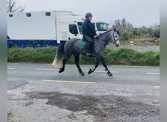Connemara, Mare, 5 years, 14.1 hh, Gray-Dark-Tan