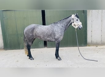Connemara, Mare, 5 years, 14.1 hh, Gray-Dark-Tan