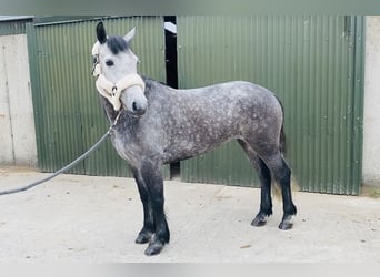 Connemara, Mare, 5 years, 14.1 hh, Gray-Dark-Tan