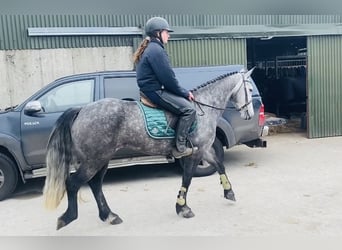 Connemara, Mare, 5 years, 14.1 hh, Gray-Dark-Tan