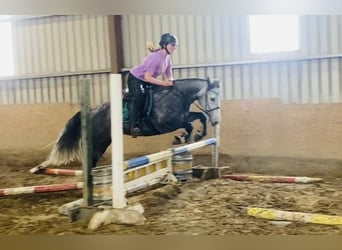 Connemara, Mare, 5 years, 14.1 hh, Gray-Dark-Tan
