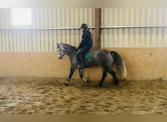 Connemara, Mare, 5 years, 14.1 hh, Gray-Dark-Tan