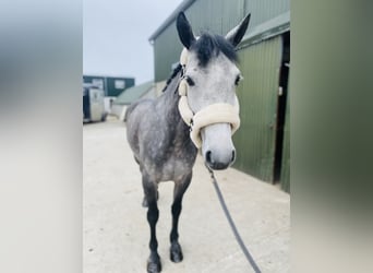 Connemara, Mare, 5 years, 14.1 hh, Gray-Dark-Tan