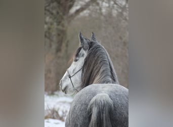 Connemara, Mare, 5 years, 14.1 hh, Gray-Dark-Tan