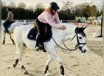 Connemara, Mare, 5 years, 14,1 hh, Gray